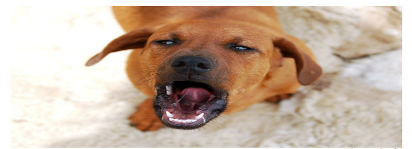 Nevada dog bite FAQ