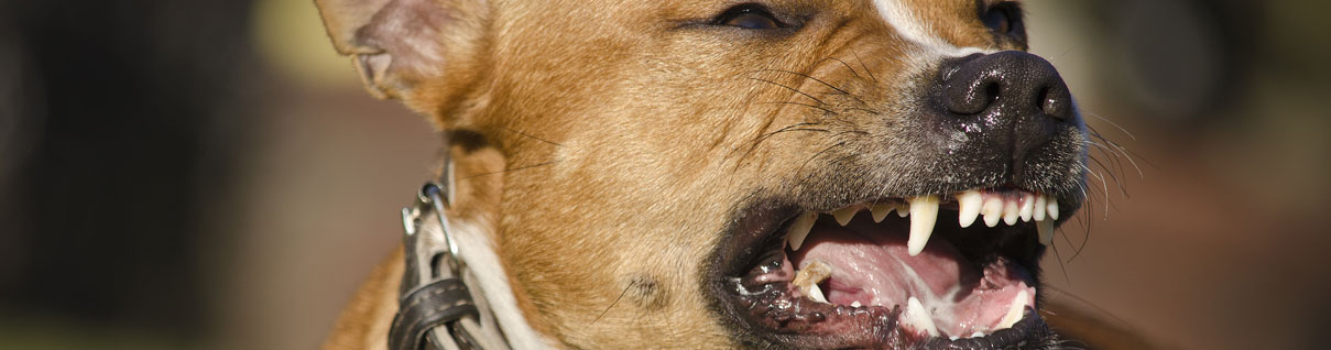 Dog bite and animal attack attorney in Las Vegas